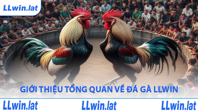 Giới thiệu tổng quan về đá gà LLWIN