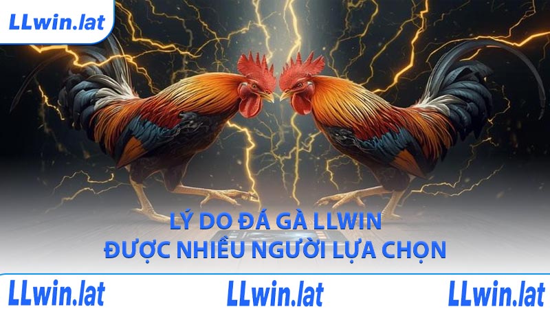 Lý do đá gà LLWIN được nhiều người lựa chọn